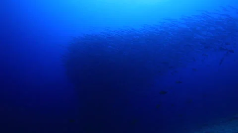 Barracuda Video stock 37733215