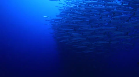 Barracuda Video stock 37733222