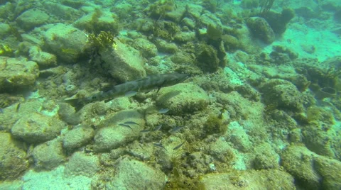 Barracuda Stock Footage 42705531
