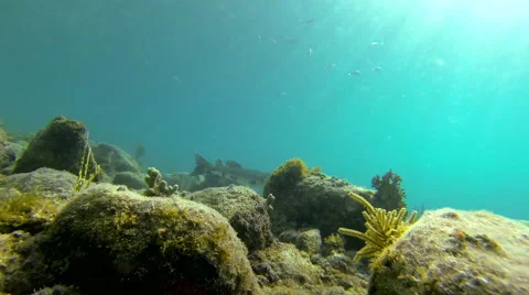 Barracuda Stock Footage 42707963