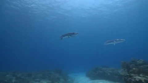 Barracuda Video stock 79247375