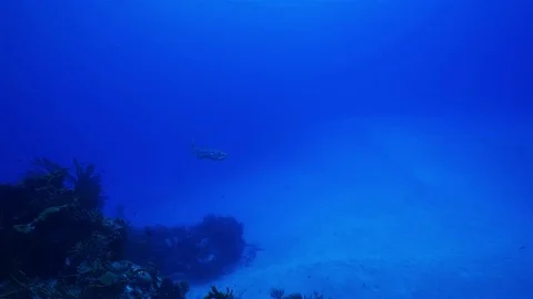 Barracuda Stock Footage 80645094