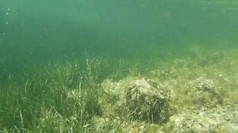 Barracuda Stock Footage 168584622