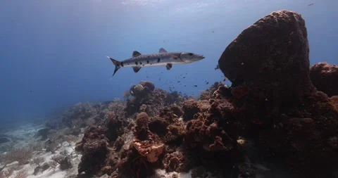 Barracuda Stock Footage 249549319