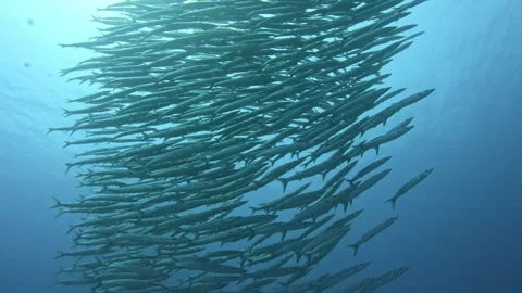 Barracuda Stock Footage 263408619