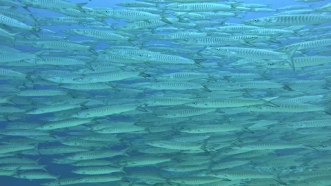 Barracuda Stock Footage 263408799