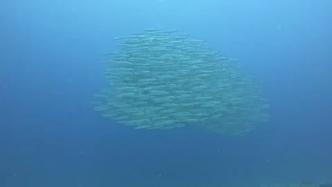 Barracuda Stock Footage 263409477