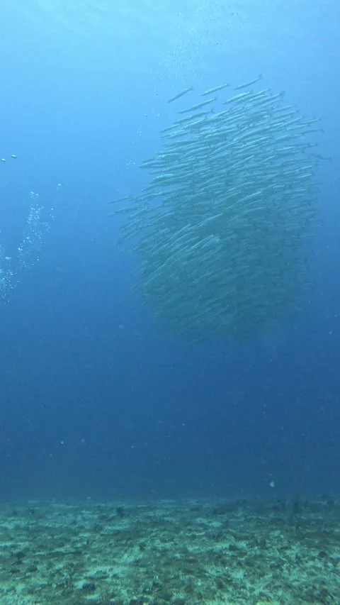 Barracuda Stock Footage 263409918