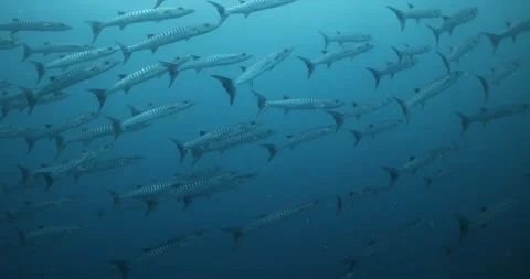 Barracuda Stock Footage 303207385