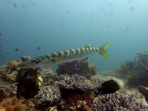 Barracuda hovering over reef Stock Photos