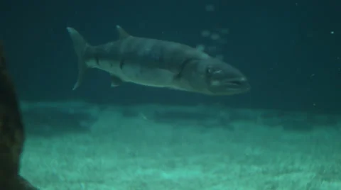 Barracuda hovering very still Stock Footage 36168298