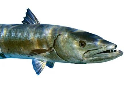 Barracuda isolated on a white background 스톡 사진