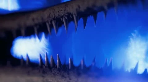 Barracuda jaw Stock Footage 21319161