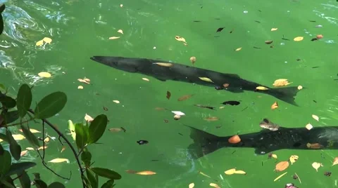 Barracuda lurking beneath the surface Stock Footage 40100739