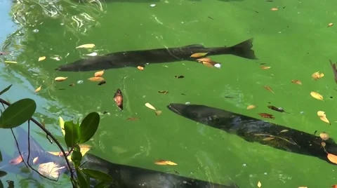 Barracuda lurking at the surface Stock Footage 40100793