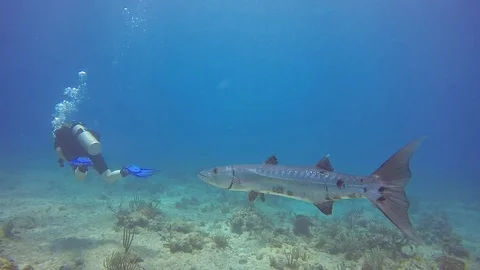 Barracuda meets divers Stock Footage