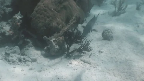 Barracuda next to Coral Stock Footage 84984854