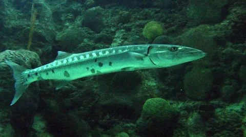 Barracuda &amp; Other Reef Fish Video stock 37660171
