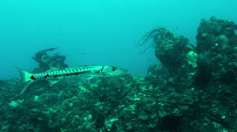 Barracuda passes over coral Stock Footage 68851240