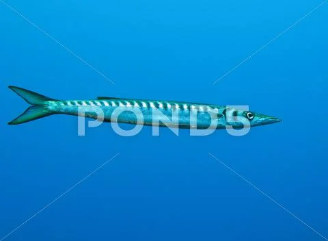 Barracuda Stock Photos