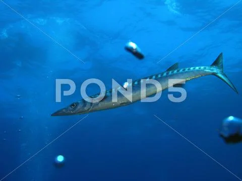 Barracuda Stock Photos