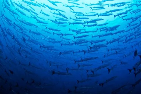 Barracuda Stock Photos