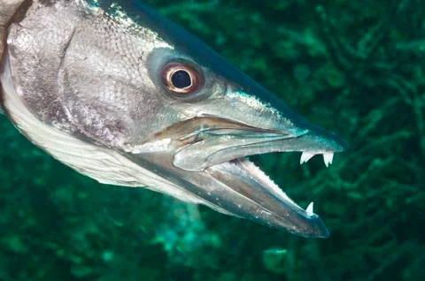 Barracuda Stock Photos