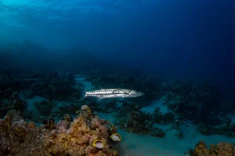 Barracuda Stock Photos