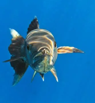 Barracuda 스톡 사진