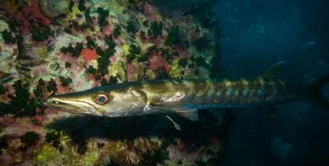 Barracuda Stock Photos