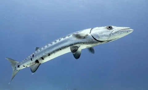 Barracuda Stock Photos
