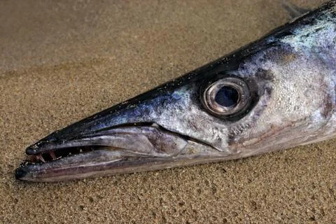 Barracuda portrait Foto stock