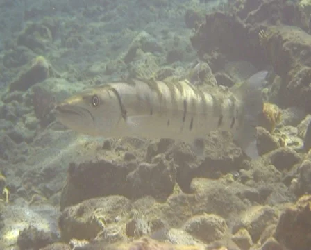 Barracuda red sea 2 動画素材 30107931