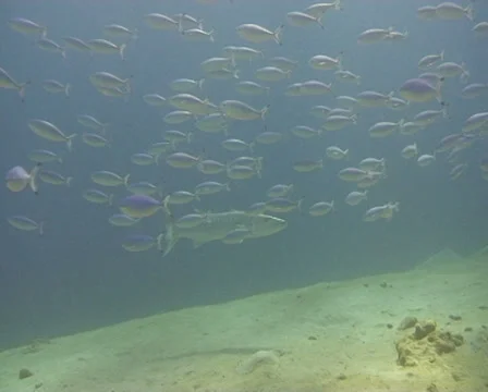 Barracuda red sea1 動画素材 30089165
