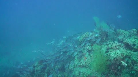 Barracuda is  on the reef among fish Stock Footage 24897267