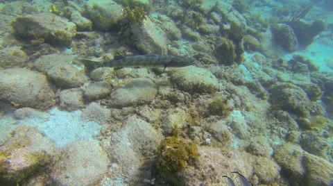 Barracuda on the rocks while swimming Stock Footage 42725422