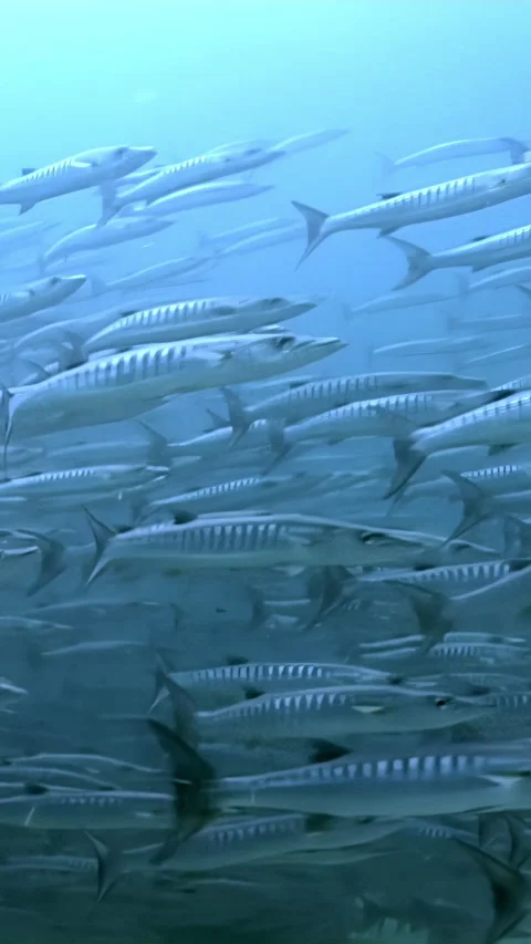 Barracuda School Dances Gracefully in Sipadan, Indonesia Stock Footage 344785351