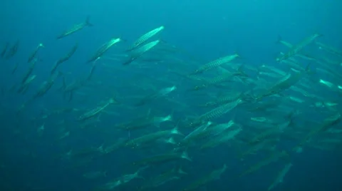 Barracuda school 動画素材 33075135