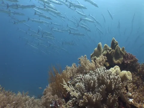 Barracuda School Stock Footage 98705526