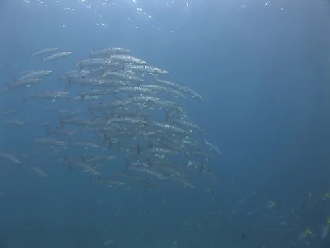 Barracuda School Stock Footage 98707443