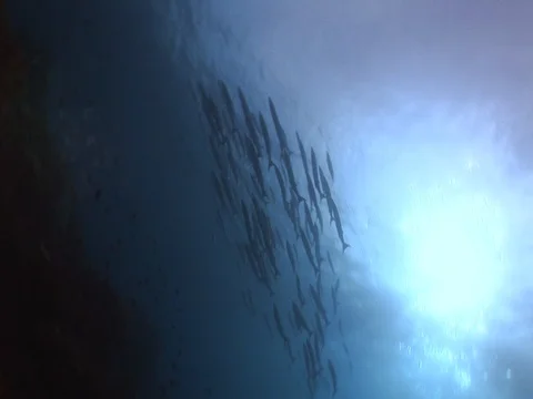 Barracuda School Stock Footage 98707752