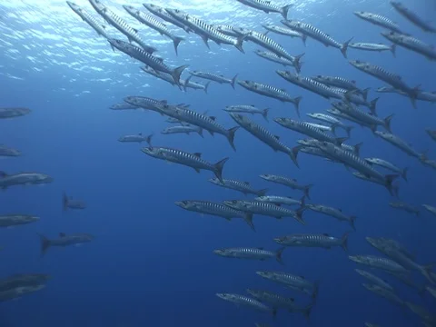 Barracuda School Stock Footage 98708063