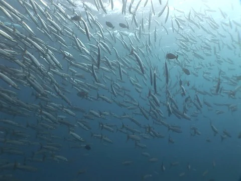 Barracuda School Video stock 98708924