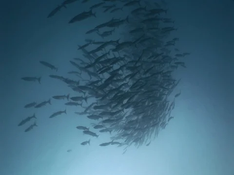 Barracuda School Stock Footage 98709066