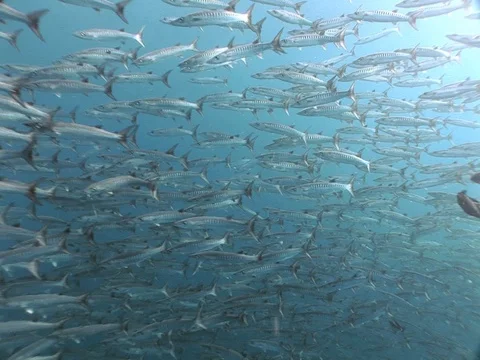 Barracuda School Stock Footage 98709068