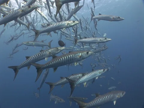 Barracuda School Stock Footage 98709101