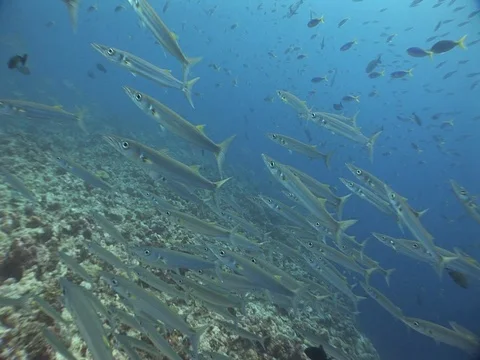 Barracuda School Stock Footage 98709482