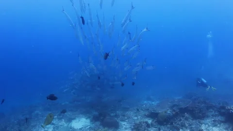 Barracuda School Near Diver in Clear Blue Ocean Stock Footage 346342938