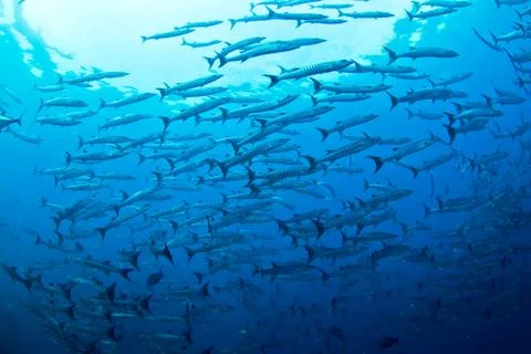 Barracuda school Stock Photos