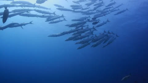 Barracuda School Swimming in Clear Blue Ocean Water Stock Footage 346342476